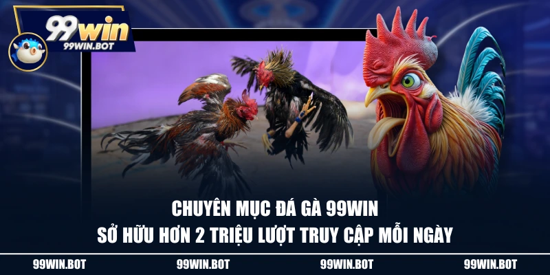 Chuyên mục đá gà 99WIN sở hữu hơn 2 triệu lượt truy cập mỗi ngày